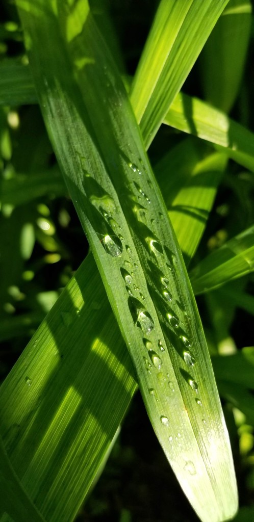 Raindrops on Daylily Leaves by meotzi