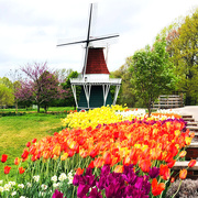 19th May 2019 - Windmill Island, Holland