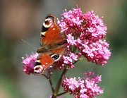 22nd May 2019 - Peacock  Butterfly.