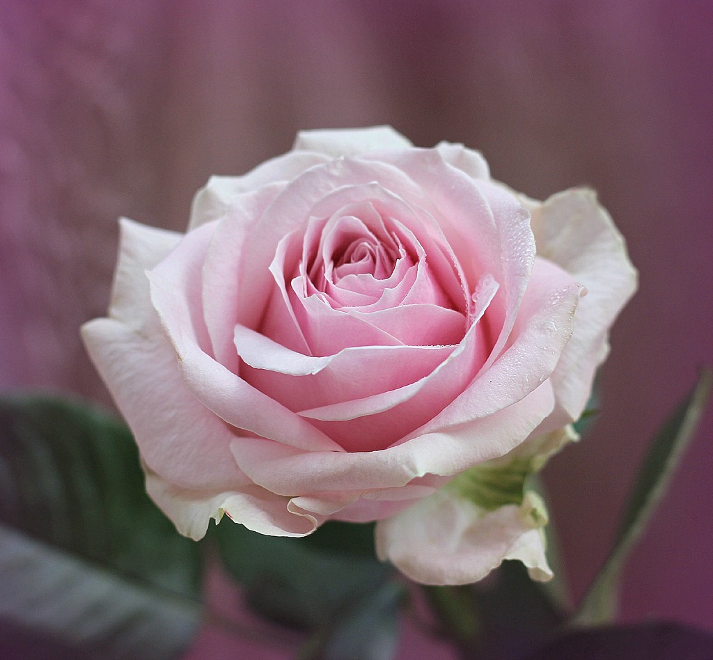  A Single Rose.  by wendyfrost