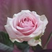 A Single Rose.  by wendyfrost
