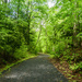 A winding path in the woods.   by batfish