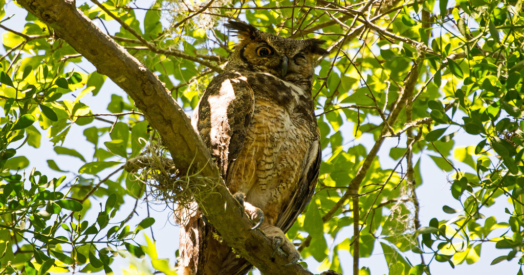 I Think I May Have Gotten a Wink From Mom Great Horned Owl! by rickster549
