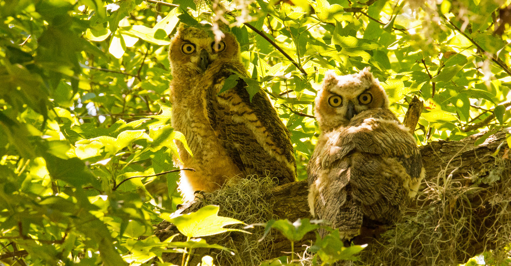 Baby Great Horned Owls! by rickster549