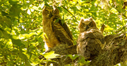 24th May 2019 - Baby Great Horned Owls!