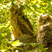 Baby Great Horned Owls! by rickster549