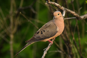 18th May 2019 - Mourning Dove