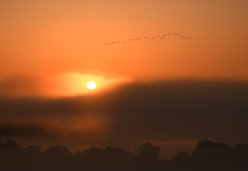 Sunrise, Fog, Lake, and a Flock of Geese by kareenking