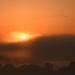 Sunrise, Fog, Lake, and a Flock of Geese by kareenking