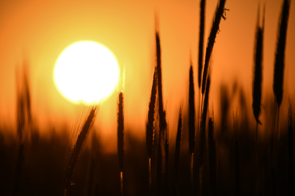 Kansas Sunset on Wheat by kareenking