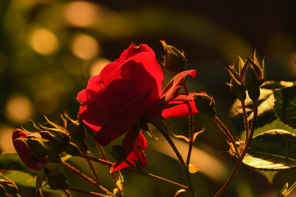 Illuminated Rose by kareenking