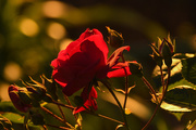 19th May 2019 - Illuminated Rose