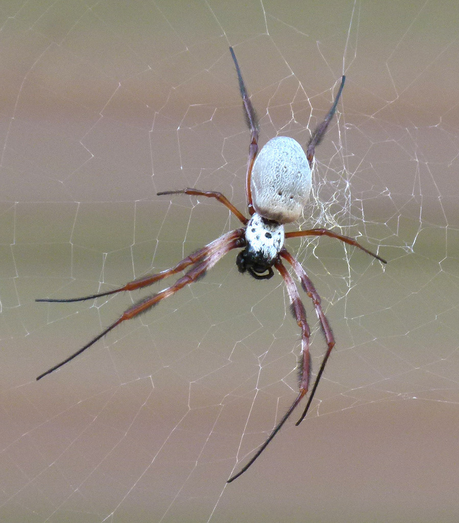 Orb Spider by onewing
