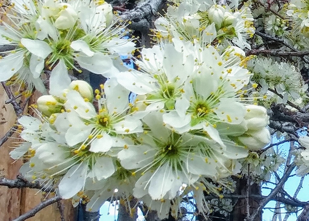 White Blossoms by harbie