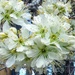 White Blossoms by harbie