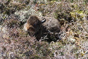 25th May 2019 - Carn Liath Leveret