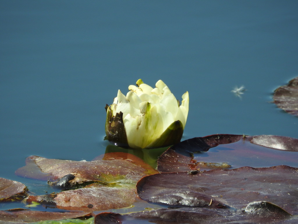 First Water Lily by oldjosh