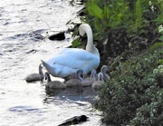 15th May 2019 - The Swan Family