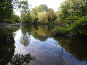 15th May 2019 - Vernon Park Pond