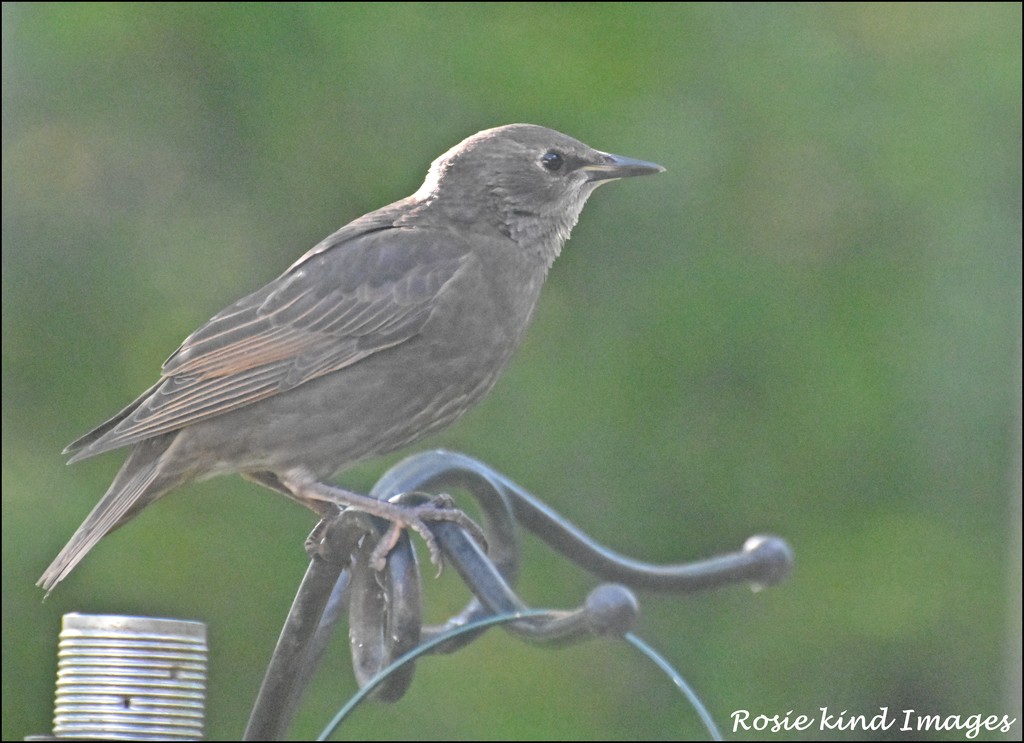Young starling by rosiekind