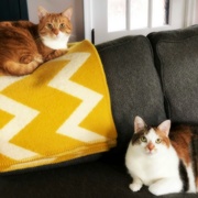 23rd May 2019 - Two Happy Cats