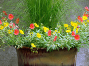 25th May 2019 - Happy Garden Container