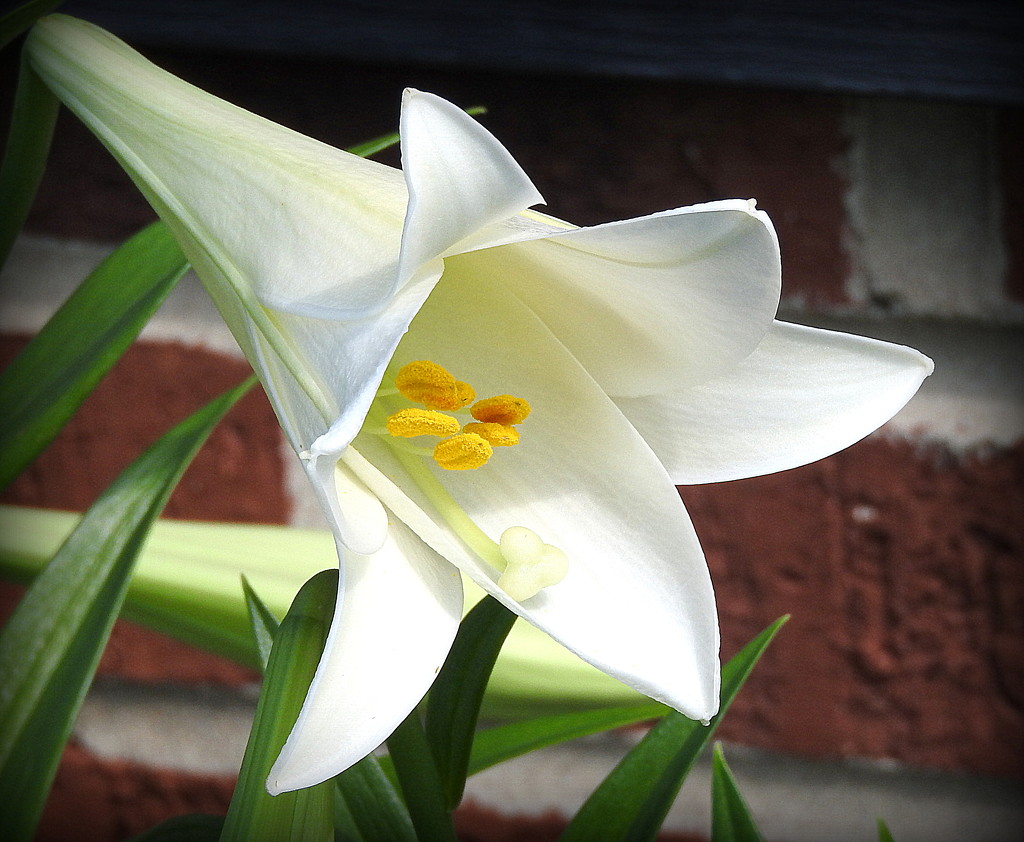 White lily by homeschoolmom