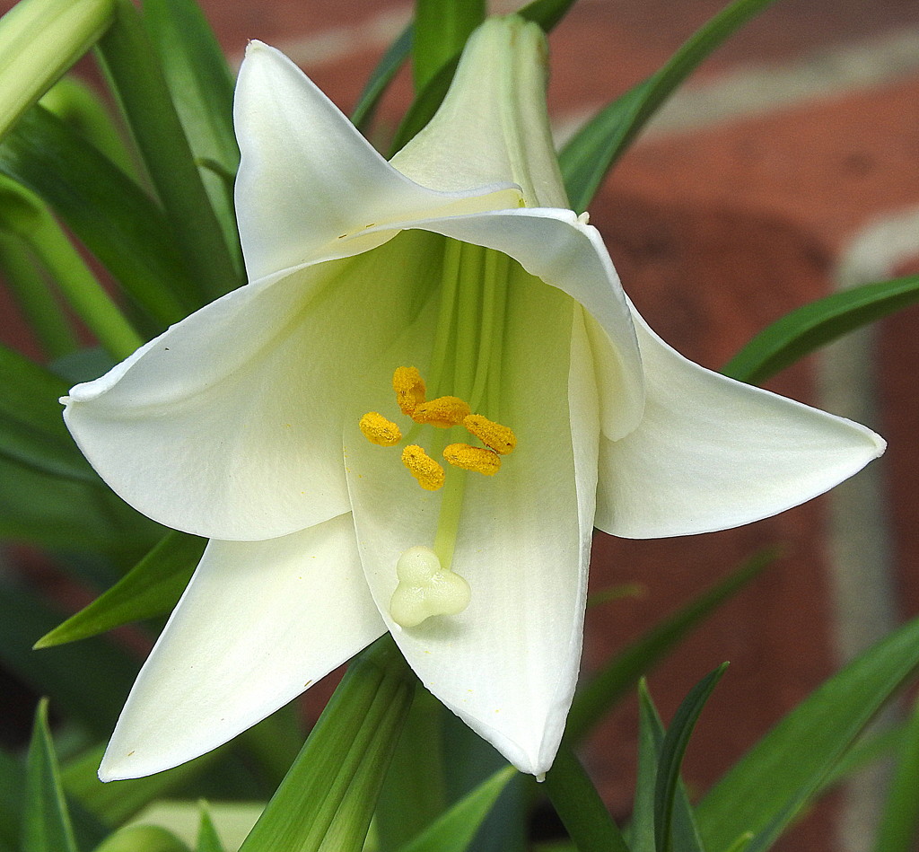 Beautiful white lilies by homeschoolmom
