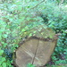 old log by arthurclark
