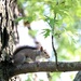 May 14: Squirrel by daisymiller
