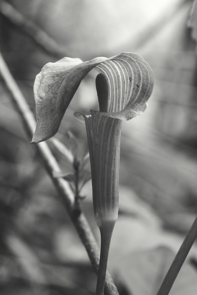 Last of the Jack-in-the-Pulpit by juliedduncan