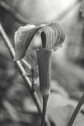 25th May 2019 - Last of the Jack-in-the-Pulpit