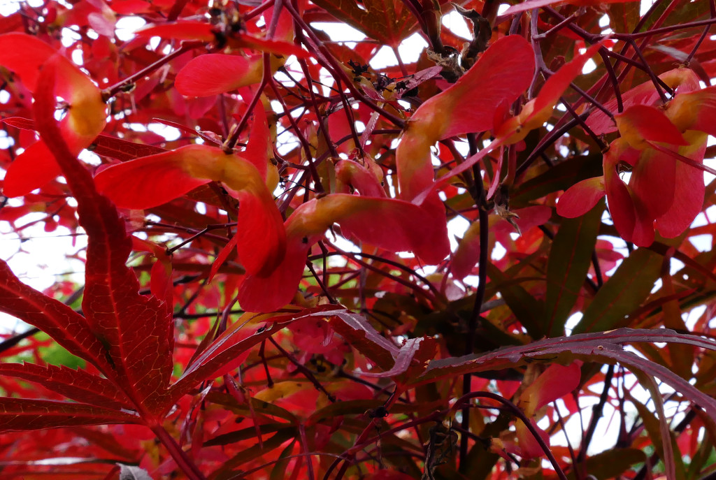 red leaves and fruit on this mapletree by marijbar