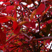 red leaves and fruit on this mapletree by marijbar