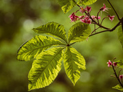 24th May 2019 - Red horse-chestnut