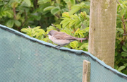 25th May 2019 - Lesser Whitethroat