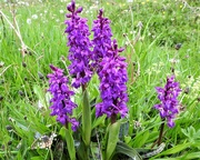 18th May 2019 - Early Purple Orchids
