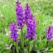 Early Purple Orchids by oldjosh