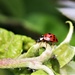 Ladybug I by madeinnl
