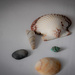 Shells by randystreat
