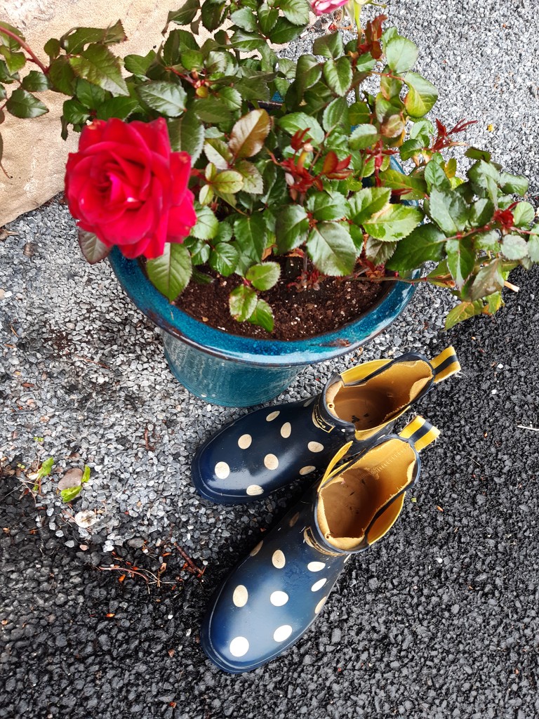 Rose pot and boots by sarah19