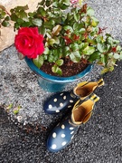 25th May 2019 - Rose pot and boots