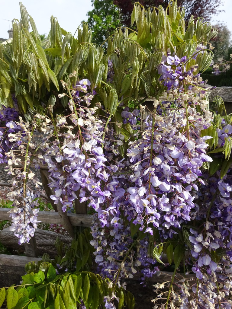 wisteria by anniesue
