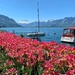 Tulips by the lake.  by cocobella