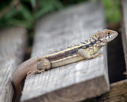 25th May 2019 - M. Gecko