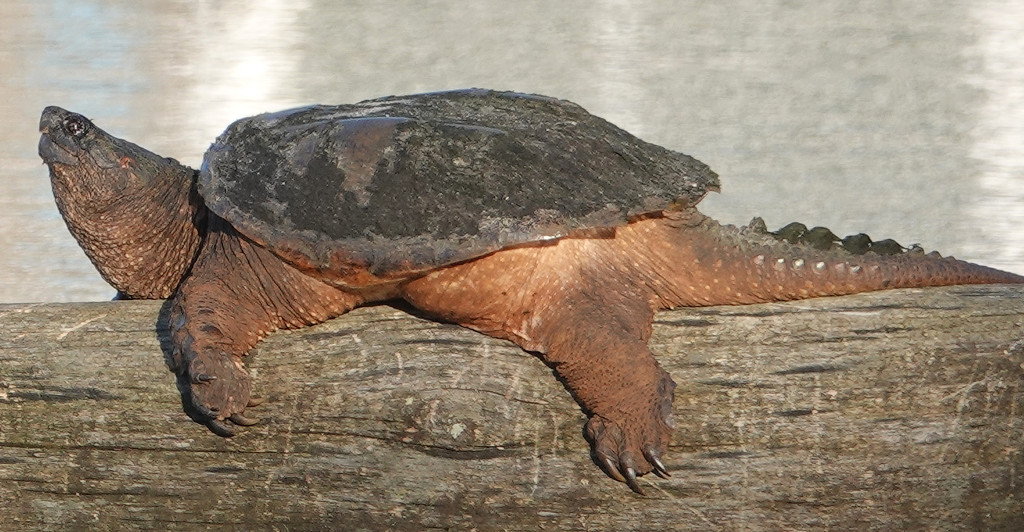 Snapping Turtle by annepann