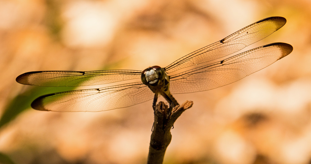 Dragonfly by rickster549