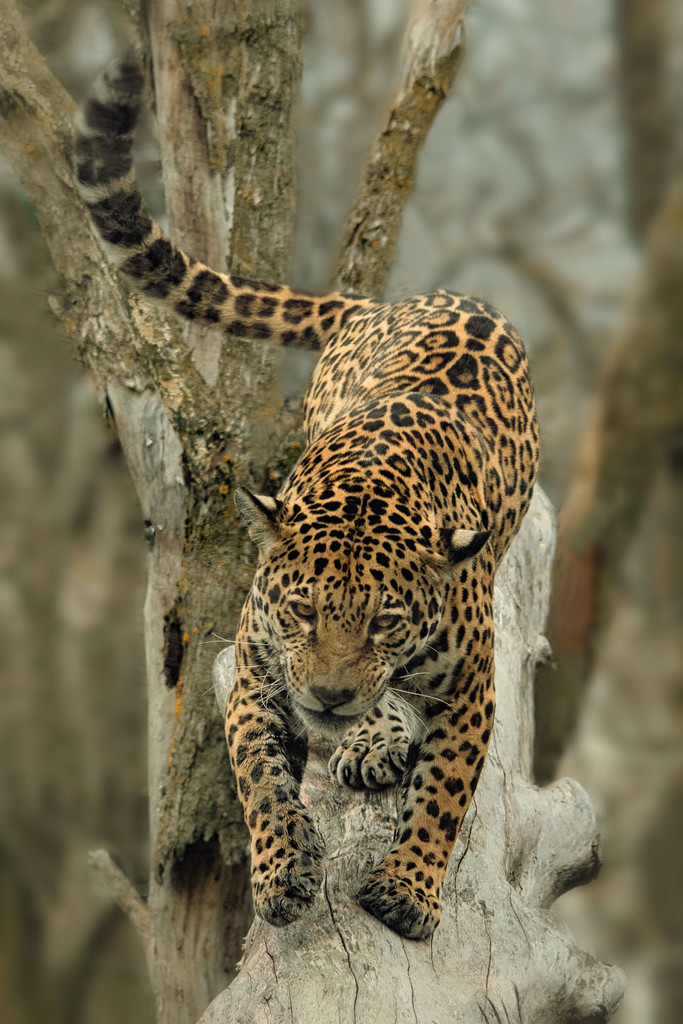 Jaunty Jaguar by helenw2