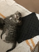 25th May 2019 - Kitten hugs