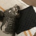 Kitten hugs by tatra